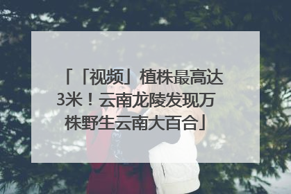 「视频」植株最高达3米！云南龙陵发现万株野生云南大百合