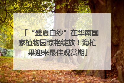 “盛夏白纱”在华南国家植物园惊艳绽放！海杧果迎来最佳观赏期
