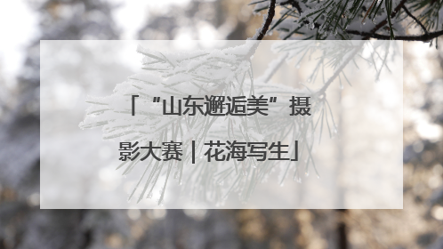 “山东邂逅美”摄影大赛｜花海写生