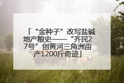 “金种子”改写盐碱地产粮史——“齐民27号”创黄河三角洲亩产1200斤奇迹