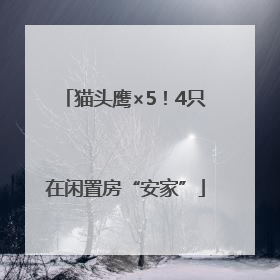 猫头鹰×5！4只在闲置房“安家”