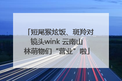 短尾猴炫饭、斑羚对镜头wink 云南山林萌物们“营业”啦