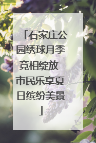 石家庄公园绣球月季竞相绽放 市民乐享夏日缤纷美景