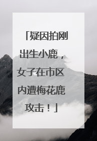 疑因拍刚出生小鹿，女子在市区内遭梅花鹿攻击！