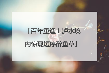 百年重逢！泸水境内惊现短序醉鱼草