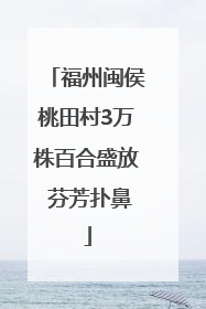 福州闽侯桃田村3万株百合盛放 芬芳扑鼻