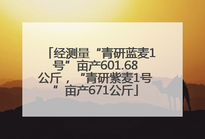 经测量“青研蓝麦1号”亩产601.68公斤，“青研紫麦1号”亩产671公斤