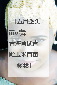 五月垄头苗起舞——青海首试青贮玉米育苗移栽