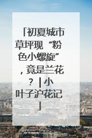 初夏城市草坪现“粉色小螺旋”，竟是兰花？ | 小叶子沪花记