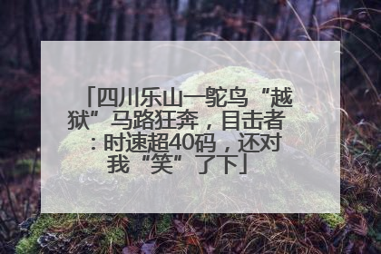 四川乐山一鸵鸟“越狱”马路狂奔，目击者：时速超40码，还对我“笑”了下