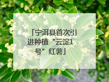 宁洱县首次引进种植“云淀1号”红薯