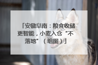 安徽阜南：粮食收储更智能，小麦入仓“不落地”（组图）
