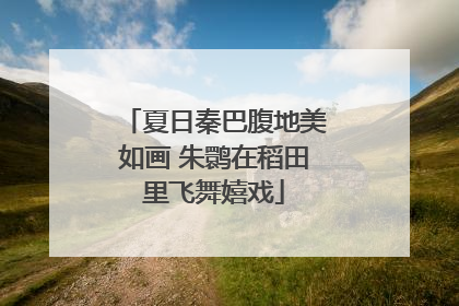 夏日秦巴腹地美如画 朱鹮在稻田里飞舞嬉戏