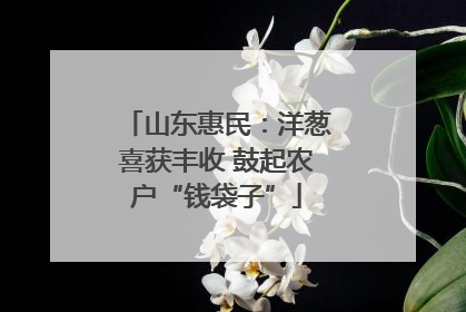山东惠民：洋葱喜获丰收 鼓起农户“钱袋子”