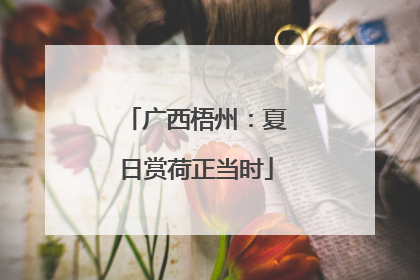 广西梧州：夏日赏荷正当时