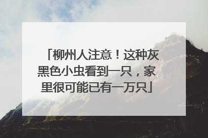 柳州人注意！这种灰黑色小虫看到一只，家里很可能已有一万只