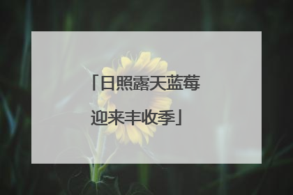 日照露天蓝莓迎来丰收季