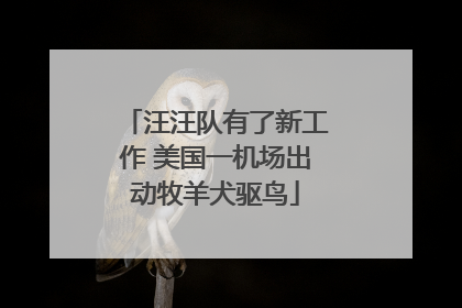 汪汪队有了新工作 美国一机场出动牧羊犬驱鸟