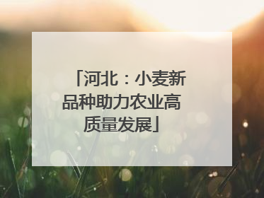 河北：小麦新品种助力农业高质量发展