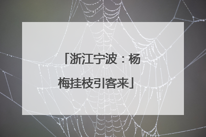 浙江宁波：杨梅挂枝引客来