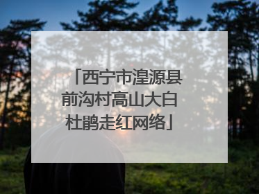 西宁市湟源县前沟村高山大白杜鹃走红网络