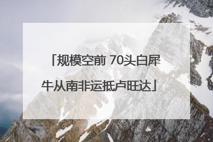 规模空前 70头白犀牛从南非运抵卢旺达