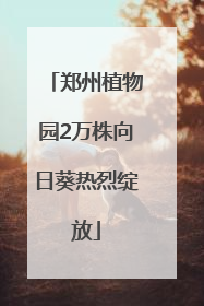 郑州植物园2万株向日葵热烈绽放