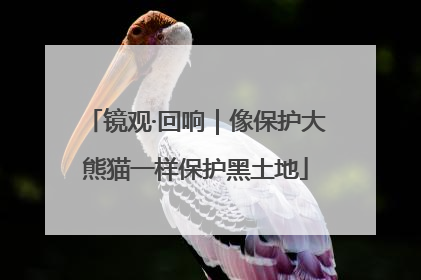 镜观·回响｜像保护大熊猫一样保护黑土地