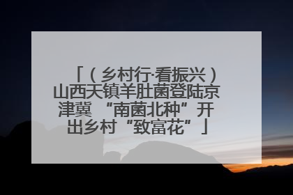 （乡村行·看振兴）山西天镇羊肚菌登陆京津冀 “南菌北种”开出乡村“致富花”