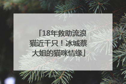 18年救助流浪猫近千只！冰城蔡大姐的猫咪情缘