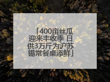 400亩丝瓜迎来丰收季 日供3万斤为沪苏锡常餐桌添鲜